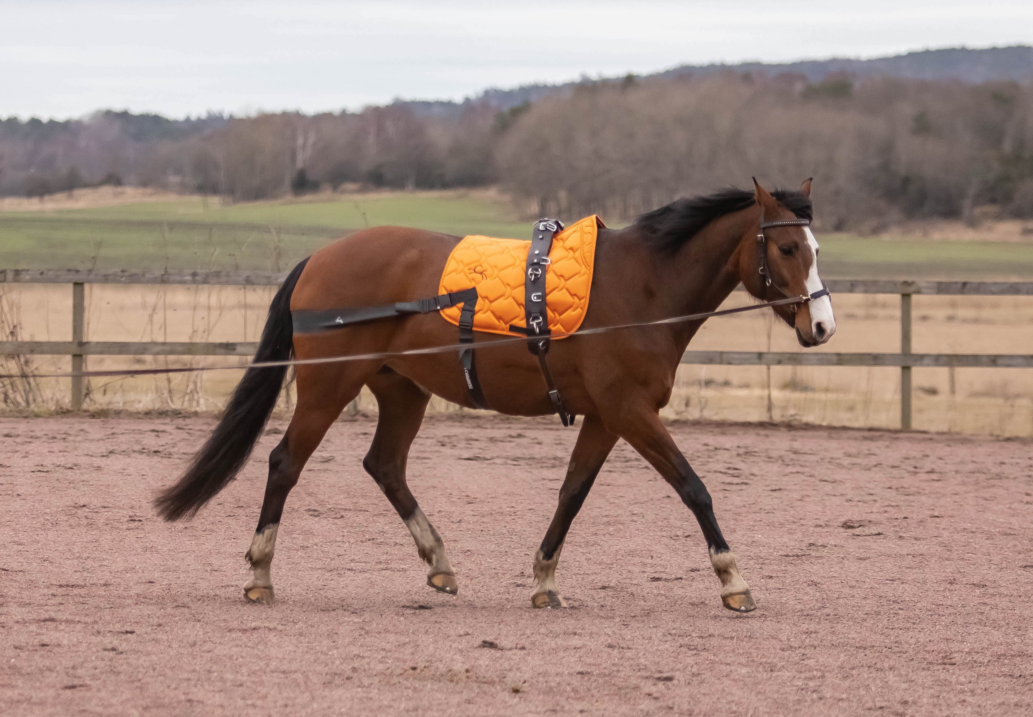 Lungeing with Training Bands: How to Do It Right