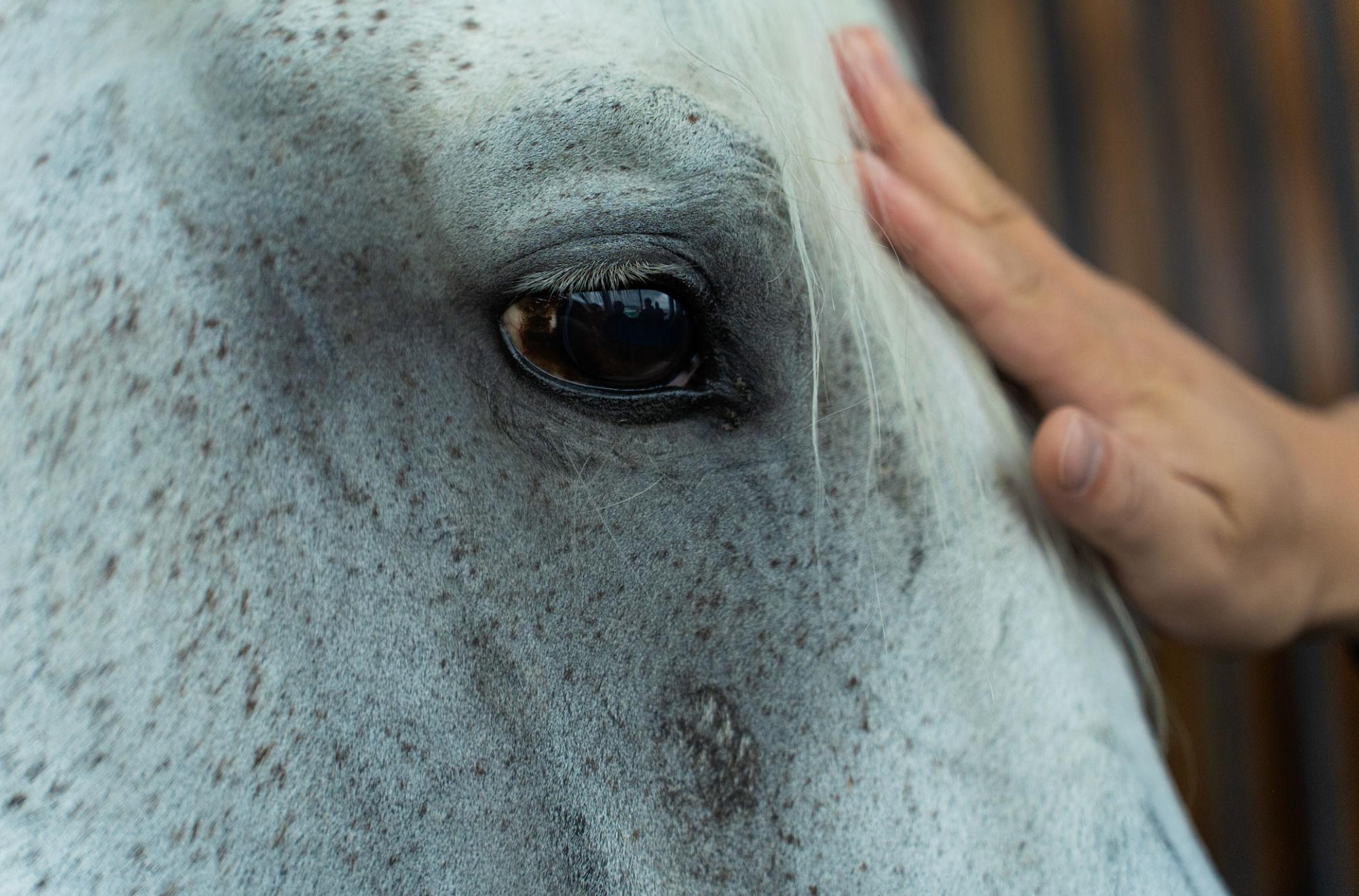 Rehabilitation After Injury: When Are Elastic Training Bands Appropriate for Your Horse?