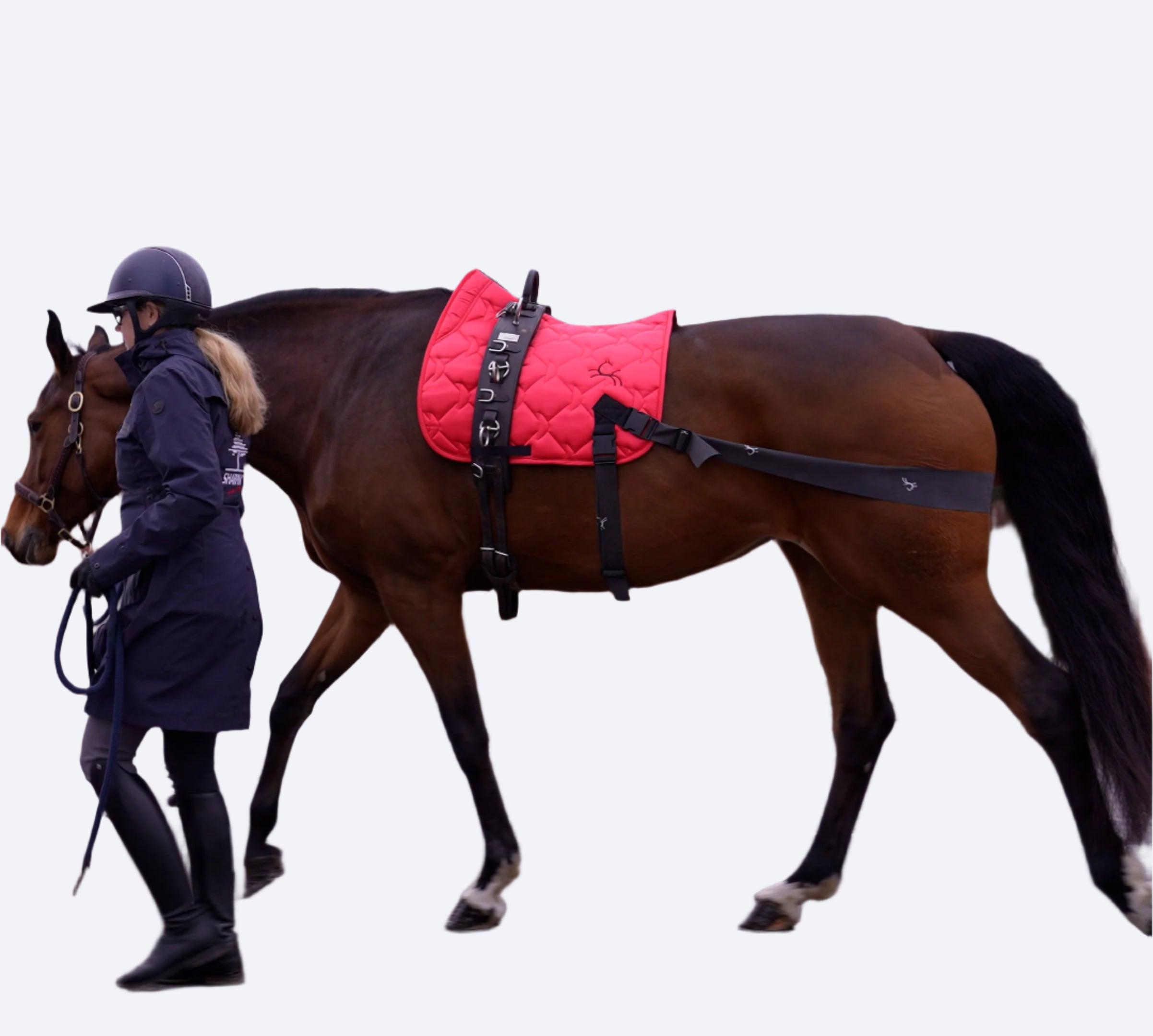 RED_D_WALKING_BROWN_HORSE_IN_THE_STREET_4326.MP4.01_14_46_16.Still001.jpg